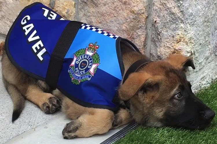 THIS DOG WAS TOO NICE FOR POLICE WORK, SO THEY GAVE HIM A NEW JOB